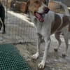 Wotan sucht ein hundeerfahrenes Zuhause