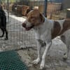 Wotan sucht ein hundeerfahrenes Zuhause