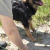 🐾 Roxy sucht ihr Für-immer-Zuhause (E)