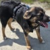 🐾 Roxy sucht ihr Für-immer-Zuhause (E)