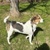 Johnny sucht ein liebevolles Zuhause