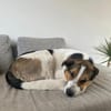 Johnny sucht ein liebevolles Zuhause