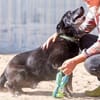 Dik ist fit, sanft und treuer Begleiter