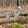 Lobo sucht sein Zuhause
