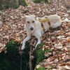 Lobo sucht sein Zuhause