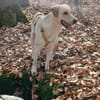 Lobo sucht sein Zuhause