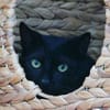 Kater Bob