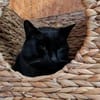 Kater Bob