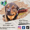 DERRICK - kann das Hunde 1x1 perfekt!