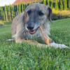 Zola sucht ein liebevolles Zuhause
