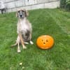 Zola sucht ein liebevolles Zuhause