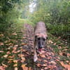 Zola sucht ein liebevolles Zuhause