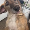 Zola sucht ein liebevolles Zuhause