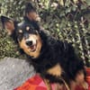 Liebevolle JOJO sucht liebevolle Familie