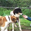 Peppe sucht eine liebe + aktive Familie