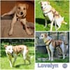 LOVELYN -sucht erfahrene Menschen-