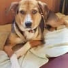 AMAIA -Zarte, freundliche Hündin-