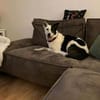 RUBY -ruhige & etwas unsichere Hündin-