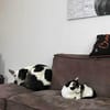 RUBY -ruhige & etwas unsichere Hündin-