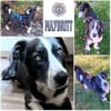 MAYBRITT * Hundedame mit Charme
