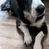 MAYBRITT * Hundedame mit Charme