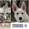 STERNCHEN * vorsichtige Familienhündin