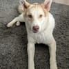 Charlie - Familienanschluss gesucht