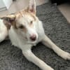 Charlie - Familienanschluss gesucht