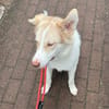 Charlie - Familienanschluss gesucht