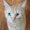 Kater Biavis