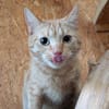 Kater Biavis