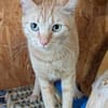 Kater Biavis