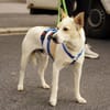 Guapo - Zuhause gesucht