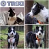 TRIXI -fröhlich, lebhaft & anhänglich-