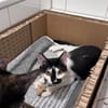 Olli auf der Suche nach seinem Körbchen