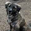 Lilli sucht ein ruhiges Zuhause