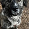 Lilli sucht ein ruhiges Zuhause