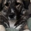 Lilli sucht ein ruhiges Zuhause