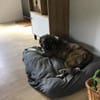 Lilli sucht ein ruhiges Zuhause