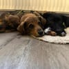 TESSI * taffe Mädchen kommen überall hin