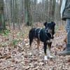 PRIMO -unkomplizierter Familienhund-
