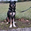 PRIMO -unkomplizierter Familienhund-