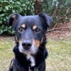 PRIMO -unkomplizierter Familienhund-