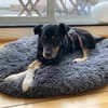 PRIMO -unkomplizierter Familienhund-