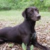 Maya, schöne Hündin sucht Zuhause