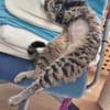 Hermine Freundliches Tigermädel