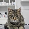 Hermine Freundliches Tigermädel