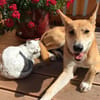 BETSY -sucht hundeerfahrene Menschen-