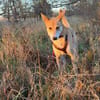 BETSY -sucht hundeerfahrene Menschen-