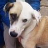 Tim, der ideale Hund für aktive Leute